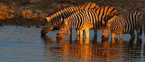 Panoramic view of Common zebra drinking at waterhole {Equus quagga} Etosha NP Namibia