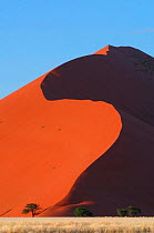 Towering sand dune above trees, Namib Desert, Sossusvlei, Namibia