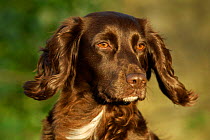 Portrait of working chocolate Cocker spaniel {Canis familiaris} Wiltshire UK
