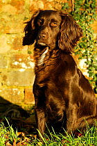 Sitting portrait of working chocolate Cocker spaniel {Canis familiaris} Wiltshire UK