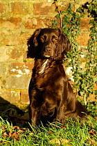 Sitting portrait of working chocolate Cocker spaniel {Canis familiaris} Wiltshire UK