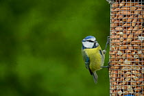 Blue tit on garden peanut feeder {Parus caeruleus} Wiltshire England UK