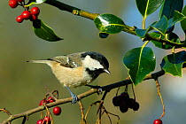 Coal tit perched on hawthorn and holly {Periparus ater} Wiltshire UK