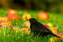 Male Blackbird feeding on windfall apples {Turdus merula} Wiltshire UK