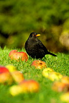 Male Blackbird feeding on windfall apples {Turdus merula} Wiltshire UK