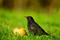 Male Blackbird feeding on windfall apple {Turdus merula} Wiltshire UK