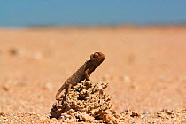 Desert / Namaqua chameleon {Chamaeleo namaquensis} Namib Desert Namibia Southern Africa