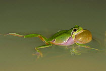 Common tree frog croaking in pond {Hyla arborea} Hungary