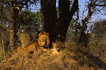 Mating pair of Lions at rest {Panthera leo} Sabi Sand Game Reserve, South Africa