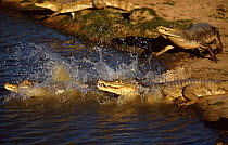 Spectacled caiman escape to safety of water {Caiman crocodilus} Llanos, Venezuela