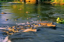 Jacare caiman fishing at rapids (Caiman crocodilus yacare) Pantanal, Brazil