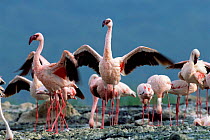 Lesser flamingoes flapping wings {Phoeniconaias minor} Lake Bogoria Kenya East Africa 2006