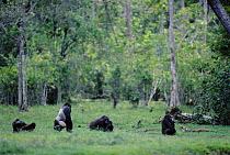 Western lowland gorillas eating in forest clearing Lokoue Bai, Odzala NP, Republic of Congo
