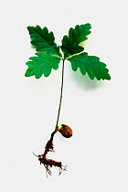 English oak seedling showing roots and leaves {Quercus robur} UK
