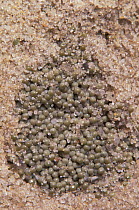 Sand with Horseshoe crab eggs {Limulus polyphemus} NJ Delaware Bay USA