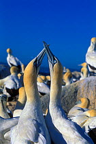 Cape gannets courtship display  {Morus capensis} Malgas Is, South Africa