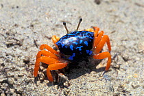 Fiddler crab {Uca sp} female Bunaken, Sulawesi, Indonesia