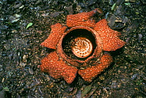Rafflesia flower {Rafflesia keithii} Sabah, Borneo - on fourth day of flowering smells of rotting flesh