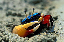 Fiddler crab {Uca sp} male at burrow entrance. Bunaken, Sulawesi, Indonesia - note large claw