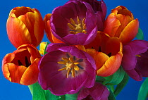 Bunch of cultivated Tulip flowers {Tulipa sp}