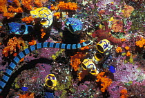 Sea krait {Laticauda sp} on coral reef with Sea squirts Banda, Moluccas, Indonesia {Polycarpa aurata} {Rhopalaea sp}