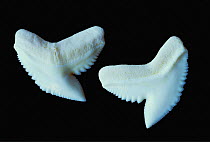 Tiger shark teeth {Galeocerdo cuvieri}