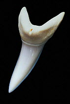 Shortfin mako shark tooth {Isurus oxyrinchus}