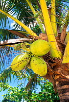 Coconut fruits on palm tree {Cocos nucifera} Tonga