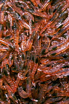 Krill {Euphasia sp} Antarctica