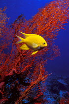 Golden damselfish {Amblyglyphidodon aureus} aand gorgonian coral Andaman sea, Thailand