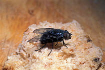 Blowfly on bread {Calliphoridae} UK