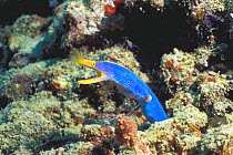 Ribbon eel, blue female phase {Rhinomuraena quaesita} Mabul, Malaysia
