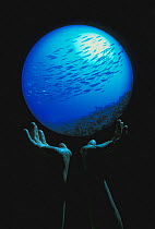 The world in our hands - fisheye view of school of school of fish