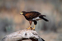 Harris hawk perched {Parabuteo unicinctus} Tucson, Arizona, USA