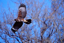 Harris hawk in flight {Parabuteo unicinctus} Tucson, Arizona, USA