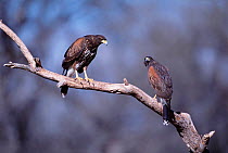 Harris hawk pair {Parabuteo unicinctus} Tucson, Arizona, USA