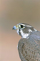 Prairie falcon portrait {Falco mexicanus} Arizona, US. Captive