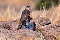Cooper's hawk with pigeon prey {Accipiter cooperii} Arizona, USA Chiricahua mtns