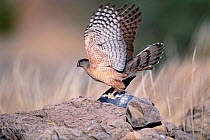 Cooper's hawk with prey {Accipiter cooperii} Arizona, USA