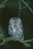 Western screech owl {Megascops kennicotti} Tucson, Arizona, USA