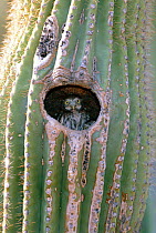 Ferruginous pygmy owl juvenile in saguaro cactus nest hole {Glaucidium brasilianum} Arizona, US
