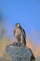 Prairie falcon with prey {Falco mexicanus} captive, Arizona, US