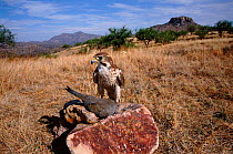 Prairie falcon with mourning  dove prey {Falco mexicanus} Arizona, USA  San rafael grasslands