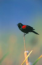 Red winged blackbird male singing {Agelaius phoeniceus} Tucson, Arizona, USA