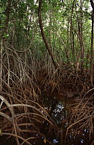 Mangrove swamp at Cape Tribulation, Queensland, Australia