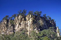 Limestone Gorge face, Carnarvon NP, Queensland, Australia