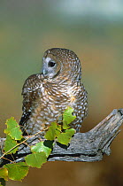 Mexican spotted owl {Strix occidentalis lucida} captive, rehabilitation centre, USA