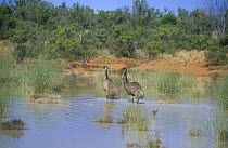 Emu {Dromaius novaehollandiae} pair wading through water, Lake Bindegolly NP, Queensland, Australia