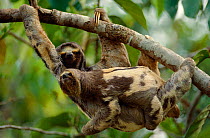 Brownthroated / Three-toed sloth carrying young {Bradypus variegatus} Brazil.