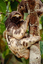Brownthroated / Three-toed sloth carrying young up tree {Bradypus variegatus} Rio Negro, Brazil, South America